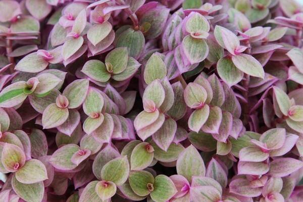 Callisia Rosato - Pink Lady - Eden Collection - Smit Kwekerijen