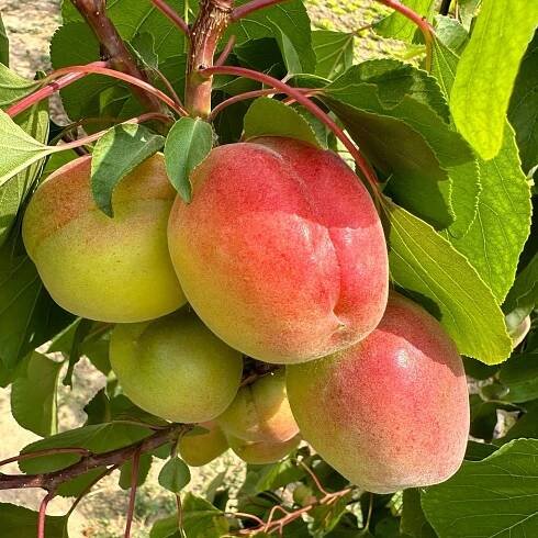 Apricot (Shipping from October to April)