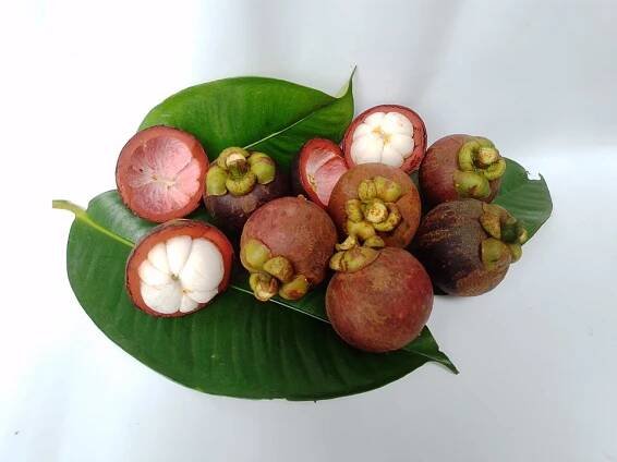 Garcinia mangostana - Wikimedia Commons