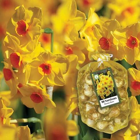Narcis taceta Golden Dawn (100 cibulí, mnohokvětý, oranžovo-žlutý, XXL síťka, kombinace)