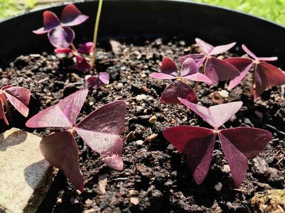 oxalis re birth