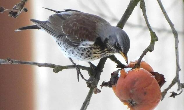Drozd kvíčala (Turdus pilaris)