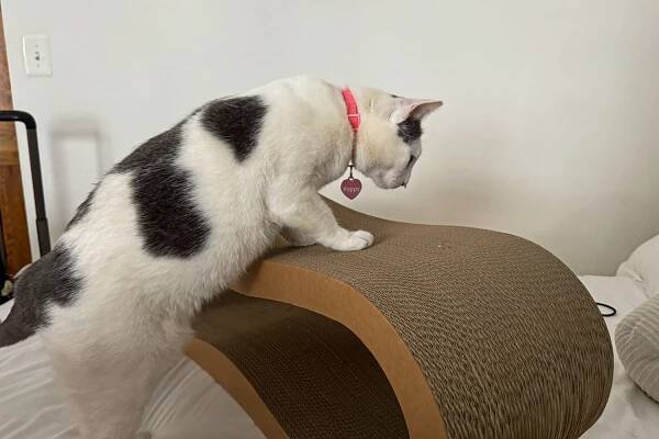 A cat climbs on the Modkat Cat Scratcher Lounge Set