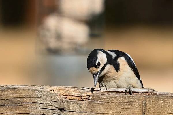 Strakapoud Velký Datel Příroda - Fotografie zdarma na Pixabay
