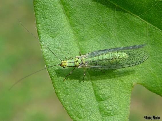 Hypochrysa elegans - zlatoočka pestrá | Chrysopidae - zlatoočkovití | Natura Bohemica