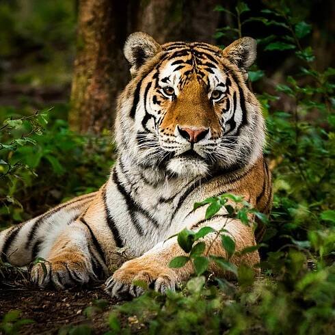 India is translocating some of its big cats to Cambodia as Project Tiger completes 50 years next month