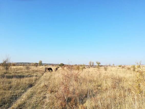 Planina zdejší stepi.