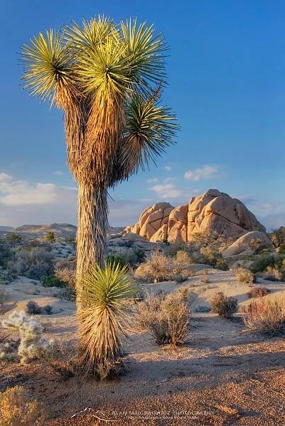 Jumbo Rocks and Joshua Tree (Yucca brevifolia), Joshua Tree National Park California #33694