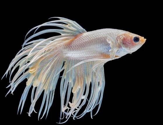 Transform Your 30 Gallon Fish Tank: Best Centerpiece Fish & Community Combos - My New Aquarium