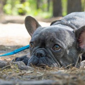 French Bulldog's Sadness Over Sister Going Back to College Is Breaking Hearts