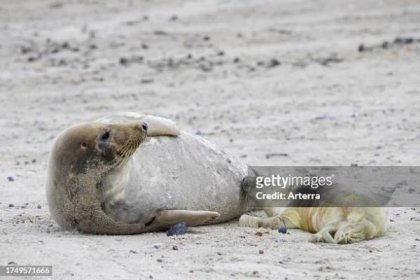 Grey seal. Gray seal cow. Female suckling. Nursing newborn pup lying on sandy beach along the North Sea coast in winter.