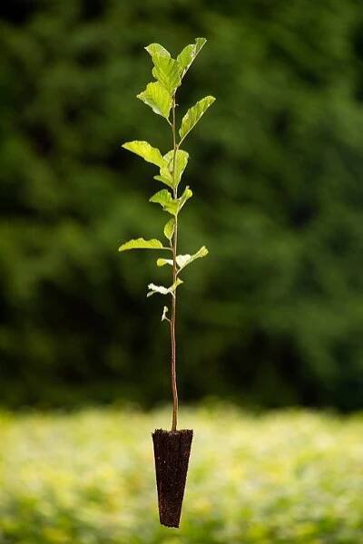 Olše lepkavá (Alnus glutinosa) Velikost 36-50 cm ( QP 60 )
