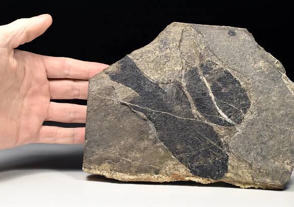 zkamenělá ryba Bourbonella | minerals-fossils.cz