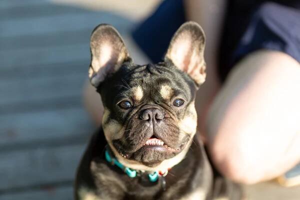 French Bulldog looking up