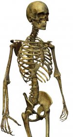 Mužské torzo kostry — Stock fotografie