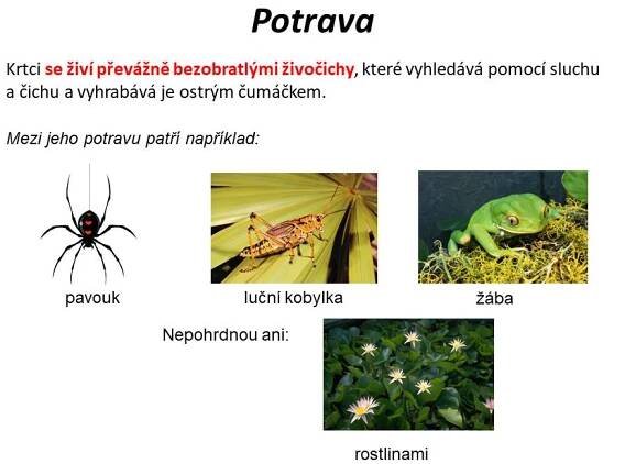 Hmyzožravci – Materiály pro žáky ZŠ