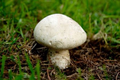 houba - pečárka polní - stock snímky, obrázky a fotky