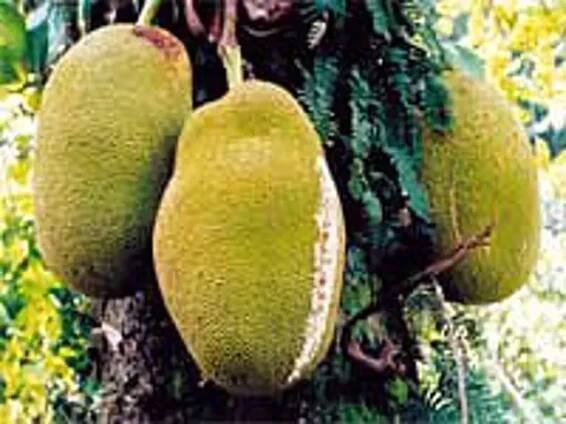 jackfruit - chlebovník