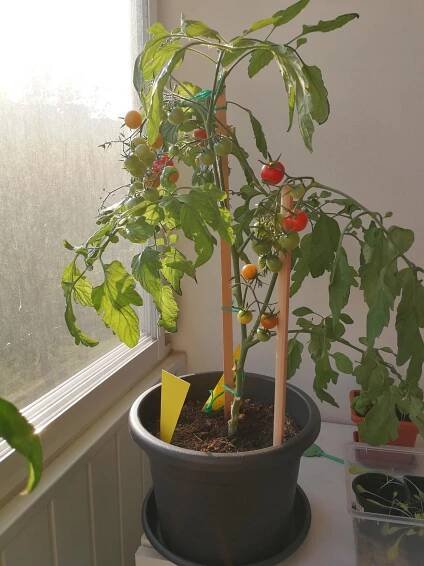 Zastavenie rastu cherry rajčiak - Zelenina | Zahrada.sk