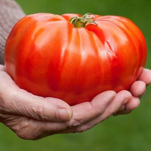 RAJČE OBROVSKÉ OVOCE GIGANT SEMENA ZELENINY Stav balení originální