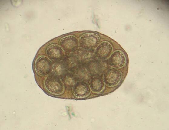 Soubor:Dipylidium caninum ovum 1.JPG – Wikipedie