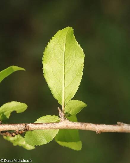Prunus spinosa – trnka obecná, trnka