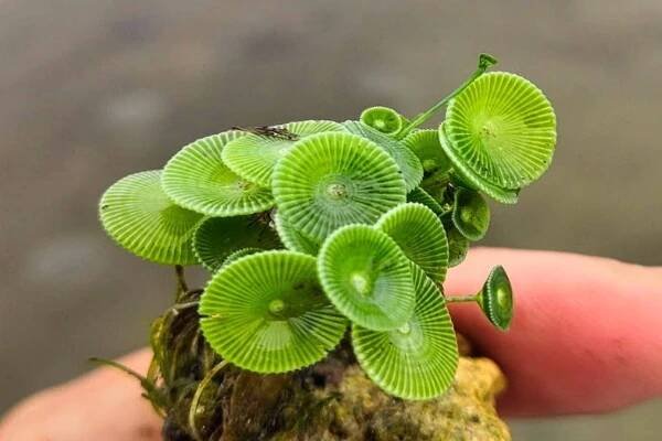 The newly discovered green seaweed, Acetabularia jalakanyakae, is made up of just one gigantic cell with just one nucleus