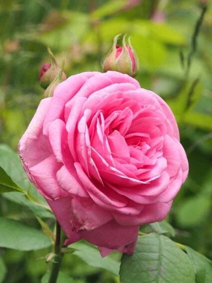 Rosa 'Gertrude Jekyll'