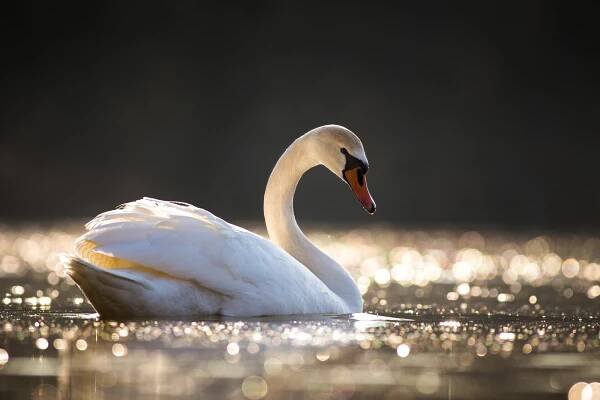 Labuť velká (Cygnus olor)