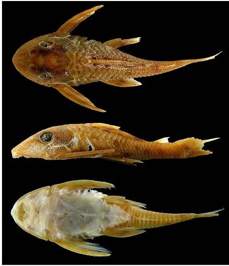 FIGURE 1. Hypostomus pantherinus, NAUW 44206, 47.5 mm SL, holotype, in dorsal, lateral, and ventral views, rio Iténez- Guaporé, Brazil.  approximately 120°. Internally to mouth small and round papillae bordering both dentaries and maxillaries. Medial buccal papilla large, its tip blunt. 