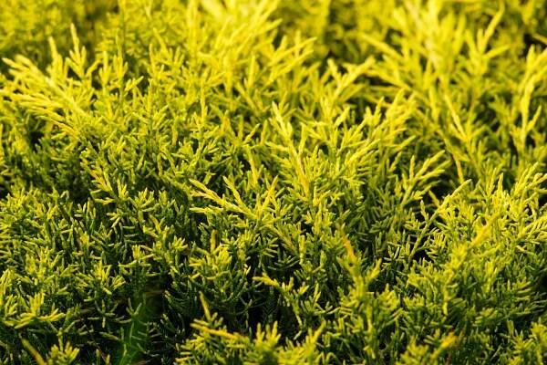 Juniper shrub with bright yellow-green leaves