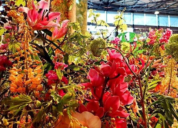 Jarní Flora vás pohltí barvami. Letošní hlavní expozice je mimořádně pestrá a přitažlivá | Olomoucký REJ
