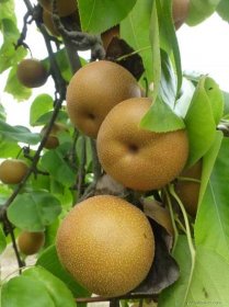 Hrušen písečná Sin Su - větve s plody (Pyrus pyrifolia)