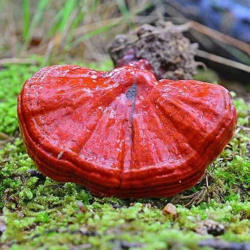 Houba reishi