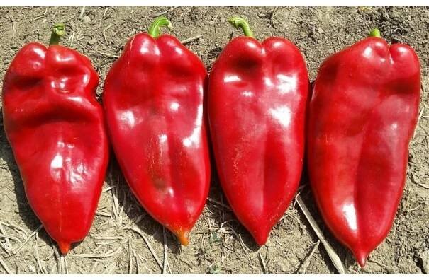 1100+ semena obří sladká paprika Sloní ucho