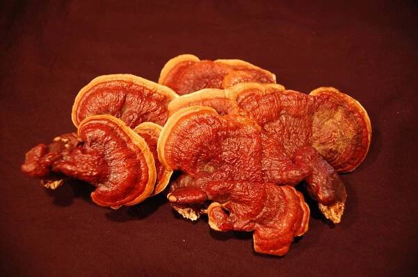 Reishi www.apforganic.com