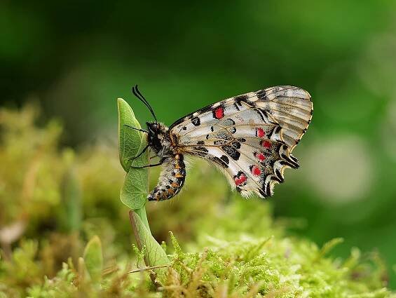 imago - samica
