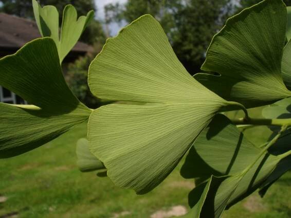Žilnatina (botanika)