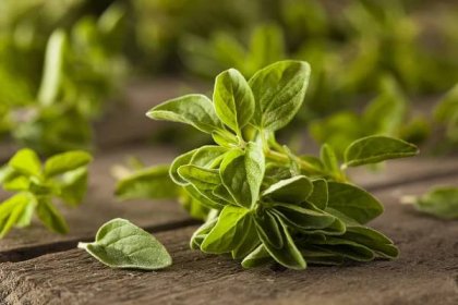 Oregano- more than a cooking spice- Odeur Glossary