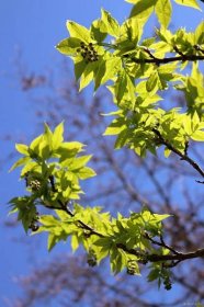 Klokoč zpeřený (Staphylea pinnata), větve, větévky