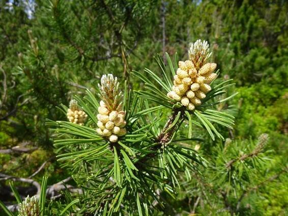 Male pollen producing strobili