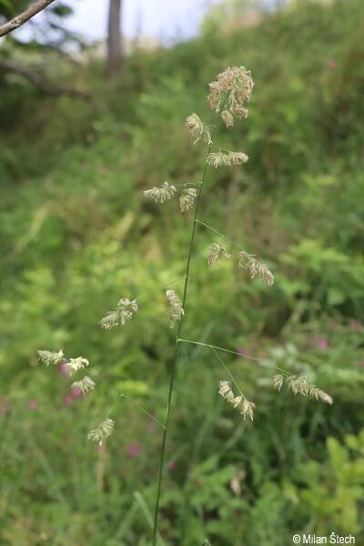 Dactylis glomerata | Květena Šumavy