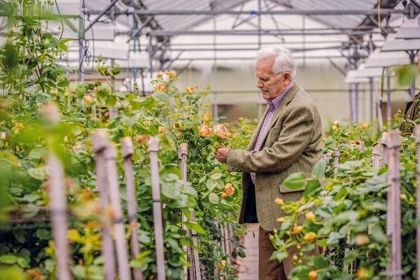 David Austin, Who Breathed Life Into the Rose, Is Dead at 92