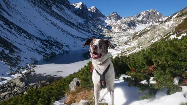 Vysoké Tatry - Doggytrail