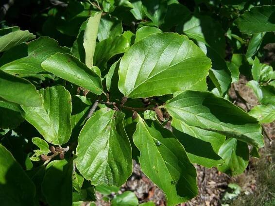 Soubor:Parrotia persica Morton.jpg – Wikipedie