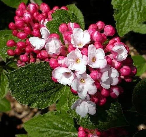 viburnum-carlesii-kalina-carlesiova-1