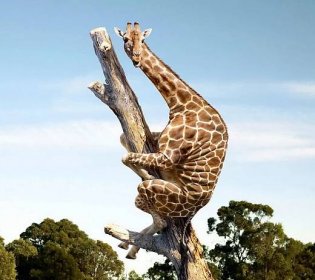 Download Funny giraffe - Whatsapp funny images Hd wallpaper or images ...
