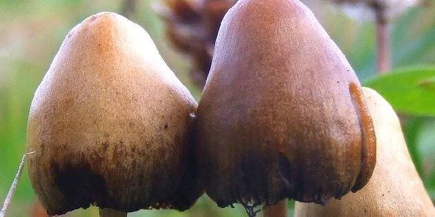 Halucinogenní drogy: lysohlávky