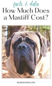 How Much Does a Mastiff Cost? Annual Costs Revealed [DATA] 5