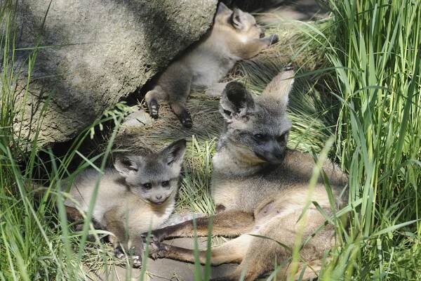 V plzeňské zoo se radují z mláďat psů ušatých | Témata